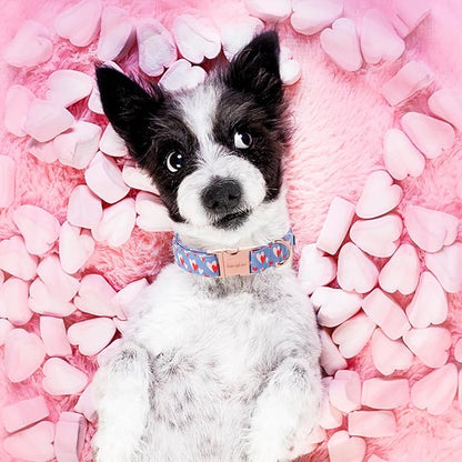Unique style paws Valentine's Day Dog Collar Metal Buckle Collar Blue Pink Love Heart Gift for Small Medium Large Boys Girls Dogs Wedding