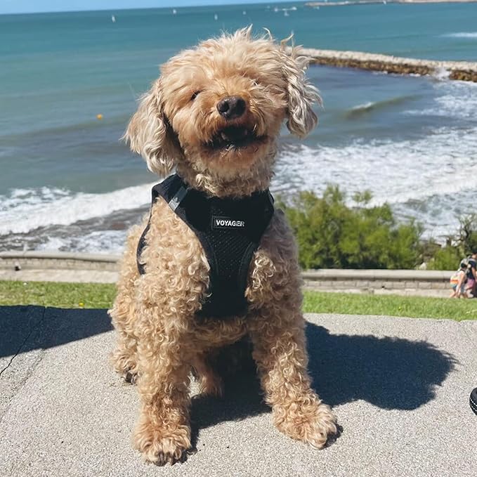 Best Pet Supplies Voyager Step-in Air Harness - All Weather Mesh, Reflective, No Pull Harness for Dogs, Cats - Secure with Hook & Loop Fastener, Buckle, Double D-Rings - Black, L
