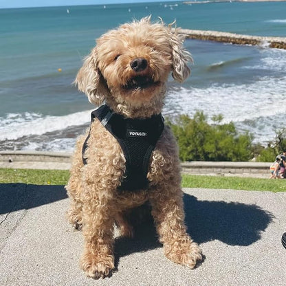 Best Pet Supplies Voyager Step-in Air Harness - All Weather Mesh, Reflective, No Pull Harness for Dogs, Cats - Secure with Hook & Loop Fastener, Buckle, Double D-Rings - Black, L
