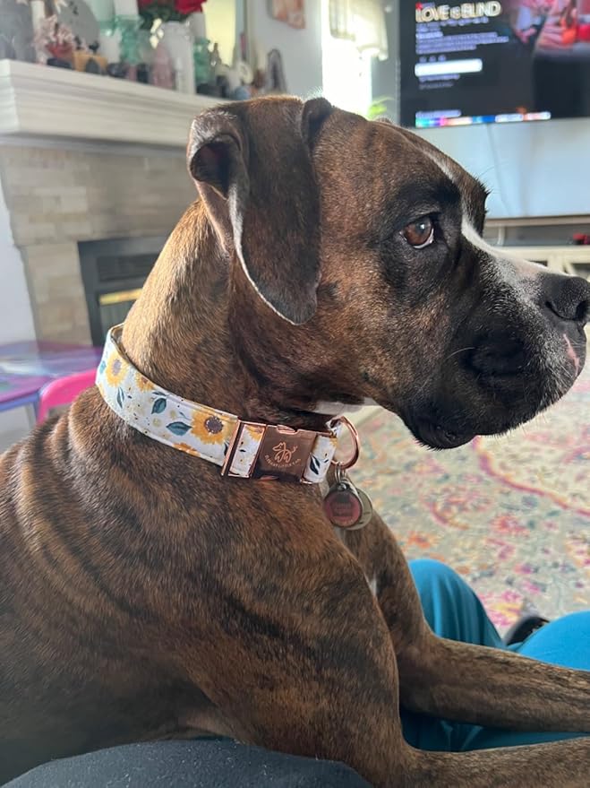 Elegant little tail Dog Collar, Sunflower Pattern Pet Collar Durable Cute Dog Collars Summer Fall Female Pet Gift Adjustable Dog Collar for Medium Dogs