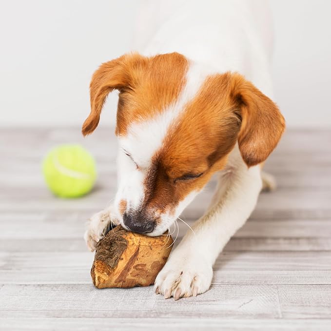 Wildfang® Briar Wood Chewing Root, Small - Splinter Free Wood Dog Chew Toys for Aggressive Chewer, Odorless Natural Teething Toys Dogs Dental Health, Healthy Gums (for Dogs Under 33 lbs), Pack of 3