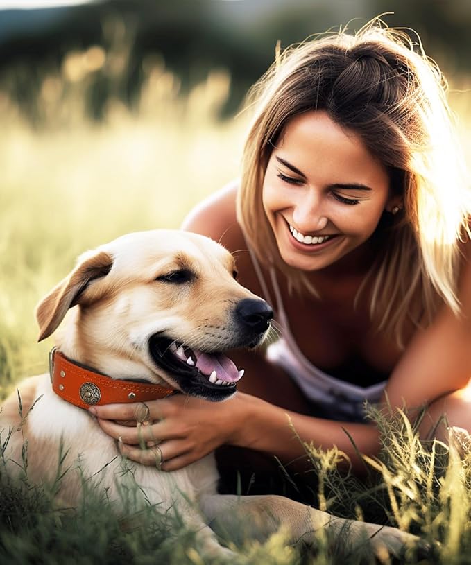 Leather Dog Collar, 2 inches Wide Heavy Duty Genuine Leather Collars, Handmade, Soft, and Luxury, Eye-catching Best Choice for Large and Medium Breed Dogs, Orange 21-25 inches