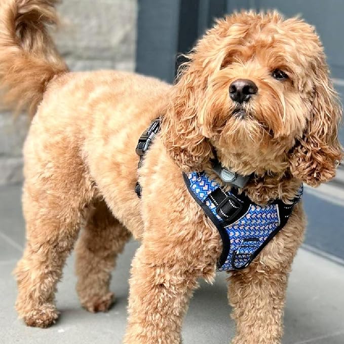 Lucky Love Dog No Pull Dog Harness, Adjustable and Easy to Walk, Cute Patterned Harness for Medium Male & Female Dogs - Murphy, Medium