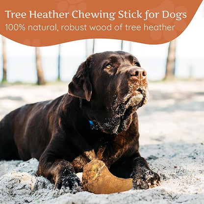 Wildfang® Briar Wood Chewing Root, XXL - Splinter Free Wood Dog Chew Toys for Aggressive Chewer, Odorless Natural Teething Toys Dogs Dental Health, Healthy Gums (for Dogs Over 132 lbs), Pack of 1