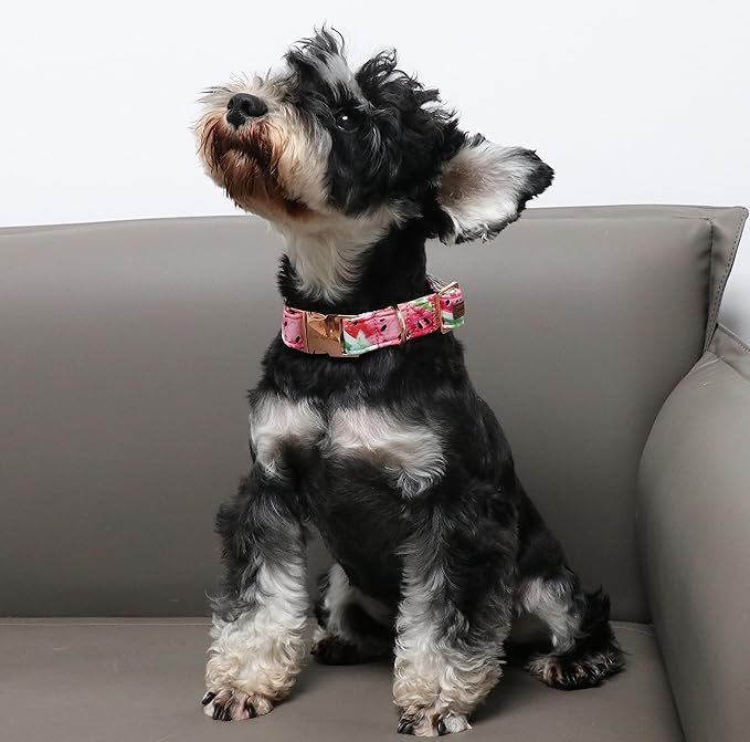 Unique style paws Dog Collar Metal Buckle Watermelon Collar Gift Durable Cute Collar for Small Medium Large Boys Girls Dogs