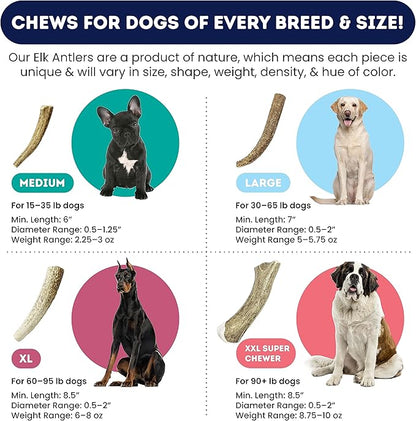 Onward Hound Elk Antlers for Dogs, 7"+ Large 3-Pack, Grade A Long Lasting Chew for Aggressive Chewers, Premium USA Naturally Shed Antler - Healthy, No Odor, Durable Dog Chew for 30-65lb Breeds