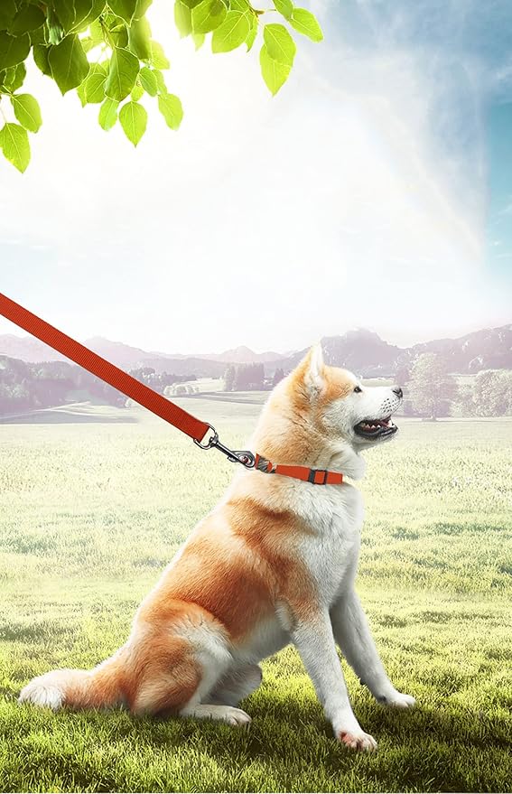 PETGOGO 15ft 20ft 30ft 40ft 50ft Long Dog/Puppy Lead Obedience Recall Training Dog Leashes for Small Medium Dogs Camping, Training, Play, or Backyard (Orange, 1" x 15FT)