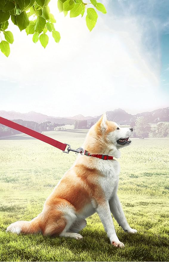 PETGOGO 15ft 20ft 30ft 40ft 50ft Long Dog/Puppy Lead Obedience Recall Training Dog Leashes for Small Medium Dogs Camping, Training, Play, or Backyard (Orange, 1" x 50FT)