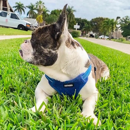 Best Pet Supplies Voyager Adjustable Step-in Flex Breathable Mesh Dog Harness for Small Medium Large Dogs Leash Set (Royal Blue), XL