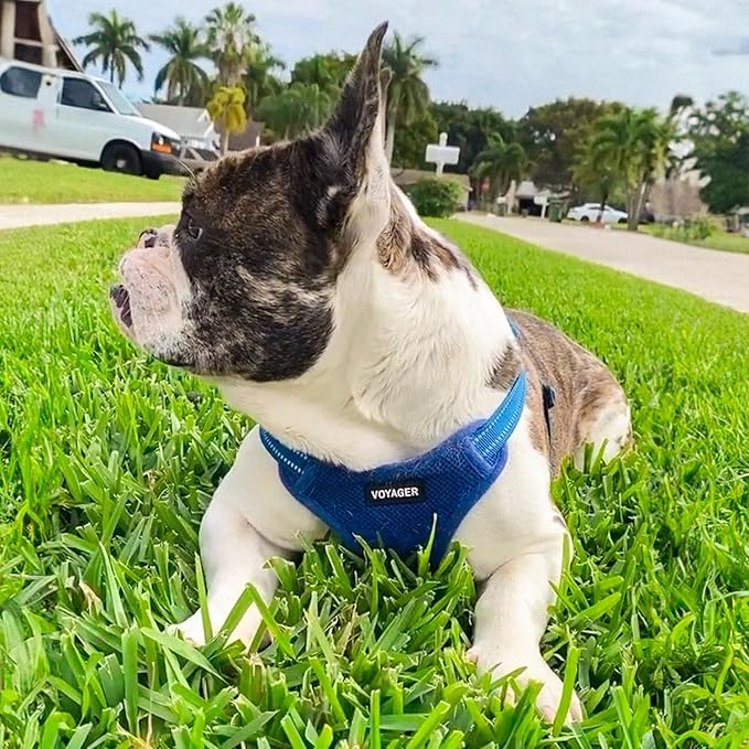 Best Pet Supplies Voyager Adjustable Step-in Flex Breathable Mesh Dog Harness for Small Medium Large Dogs Leash Set (Royal Blue), L
