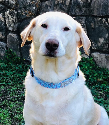 Lucky Love Dog Dog Collar, Leash Set Large, Premium, Cute and Adjustable Collars for Male and Female Dogs, Winterblue Combo, Large