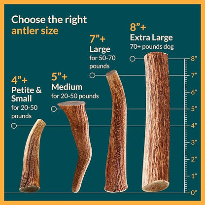 100% Natural - Elk Antlers for Dogs - Naturally Shed in USA - Dog Antler Chews for Medium Breeds - Natural, Long-Lasting Treats for Aggressive Chewers - Dog Chews - No Smell & No Mess - Medium