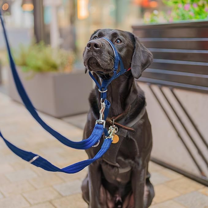 Halti Headcollar - Stop Your Dog Pulling on The Leash. Adjustable, Reflective and Lightweight, with Padded Nose Band. Dog Training Anti-Pull Collar for Medium Dogs (Size 3, Cobalt Blue)