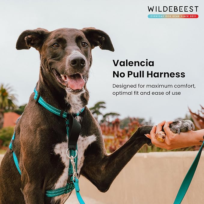 Wildebeest Valencia No Pull Dog Harness | Front and Back Leash Clips | Soft Padded Straps | Lightweight, Adjustable, Easy On/Off for Training and Dog Walking | X-Small Turquoise