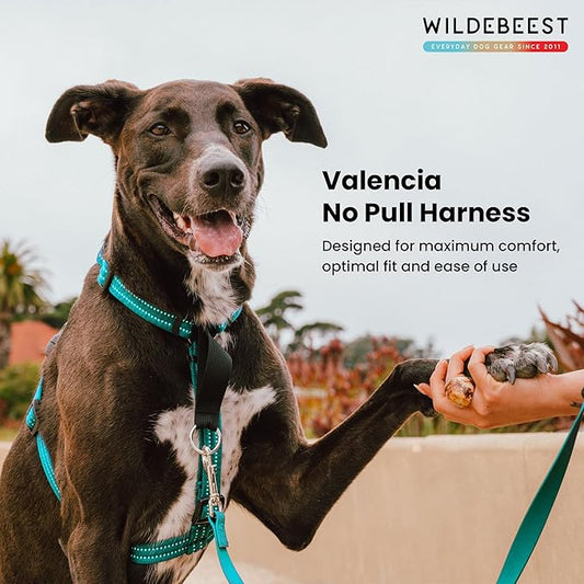 Wildebeest Valencia No Pull Dog Harness | Front and Back Leash Clips | Soft Padded Straps | Lightweight, Adjustable, Easy On/Off for Training and Dog Walking | X-Large Turquoise