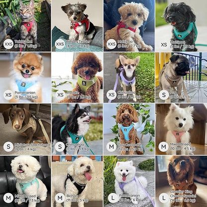 BELLA & PAL Step in Vest Harness for Small and Medium Dogs, No Pull Small Dog Harness with Leash Set, Comfortable Air Mesh Dog Vest Harness with Reflective Strip (Sky Blue, M)