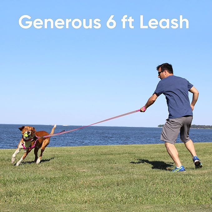 Pawtitas 6 FT Padded Dog Leash with Comfortable Neoprene Padding Handle - Blue Lead | Medium Reflective Dog Leash with Highly Reflective Band Perfect for Medium and Large Dogs and Puppies.