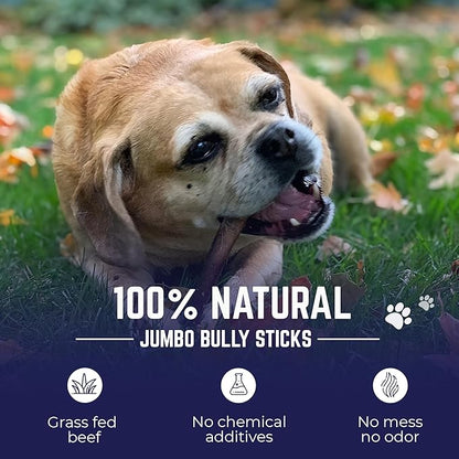 Devil Dog Pet Co. Jumbo Bully Sticks – 12 Inch, 3 Pack Dog Chews, 100% Natural, Single Ingredient, Free-Range Grass-Fed Beef – Long Lasting, Rawhide-Free Treats for Dogs