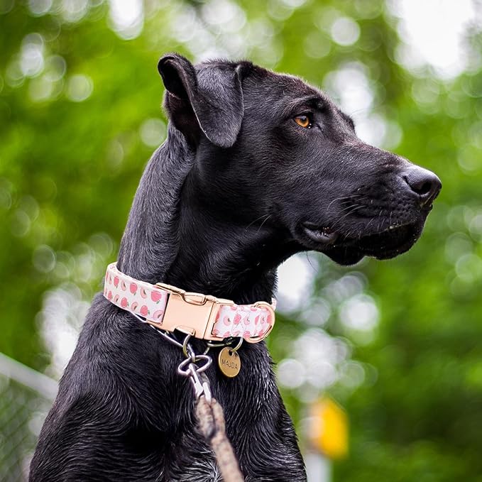 Cotton Dog Collar Metal Buckle Daisy Summer, Cute Adjustable Dog Collar Soft for Small Medium Large Boys Girls Dogs Durable