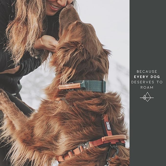 Made to ROAM Premium Dog Collar - Adjustable Heavy Duty Nylon Collar with Quick-Release Metal Buckle (Arizona Sunkissed, Classic Size 3)