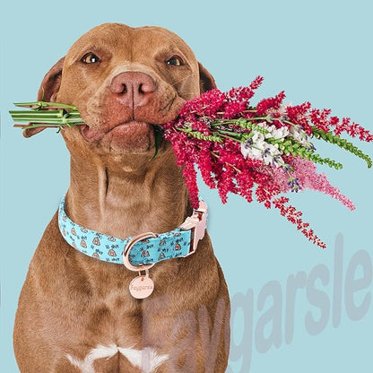 Faygarsle Blue Dog Collar for Small Medium Large Dogs Cute Puppy Collars for Female Dogs Funny Dog Collars for Summer Spring Wedding Necklace Girl Dog Collar S