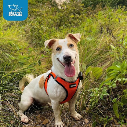 Best Pet Supplies Voyager Step-in Air Harness - All Weather Mesh, Reflective, No Pull Harness for Dogs, Cats - Secure with Hook & Loop Fastener, Buckle, Double D-Rings - Orange/Black Trim, XS