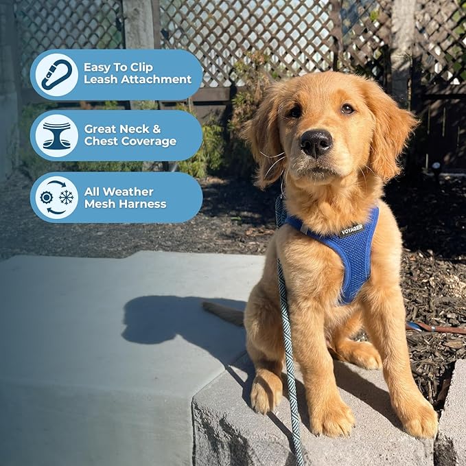 Best Pet Supplies Voyager Step-in Air Harness - All Weather Mesh, Reflective, No Pull Harness for Dogs, Cats - Secure with Hook & Loop Fastener, Buckle, Double D-Rings - Royal Blue, XL