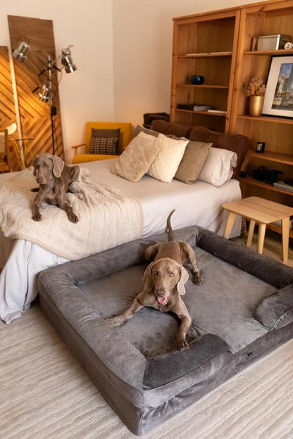 NOAH & PAW Giant Dog Bed XXL, 55x45x11 Inch, Orthopedic Dog Beds, Eggshell Memory Foam Infused with Cooling Gel, Inner Cover, Waterproof, Machine Washable (Velvet Sofa Collection)