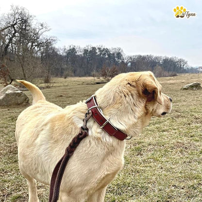 ADITYNA Heavy-Duty Big Leather Dog Collar for Extra-Large Dogs - Soft Padded for Comfort - XL Dog Collar for Walking, Training, and Hiking