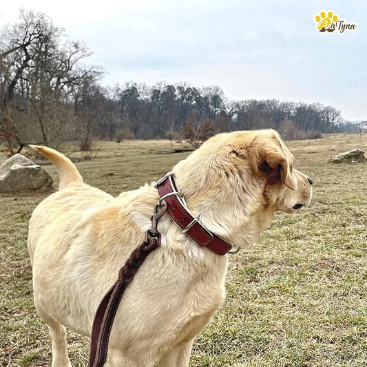 ADITYNA Heavy-Duty Leather Dog Collar for Medium Dogs - Soft Padded for Comfort - Medium Dog Collar for Walking, Training, and Hiking