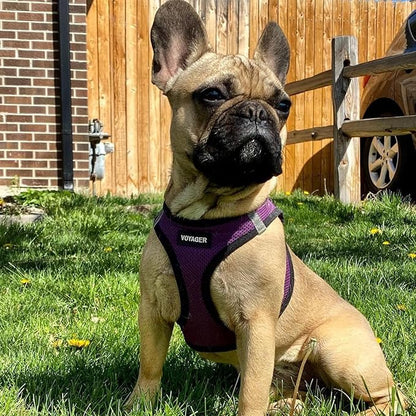 Best Pet Supplies Voyager Step-in Air Harness - All Weather Mesh, Reflective, No Pull Harness for Dogs, Cats - Secure with Hook & Loop Fastener, Buckle, Double D-Rings - Purple/Black Trim, XXXS
