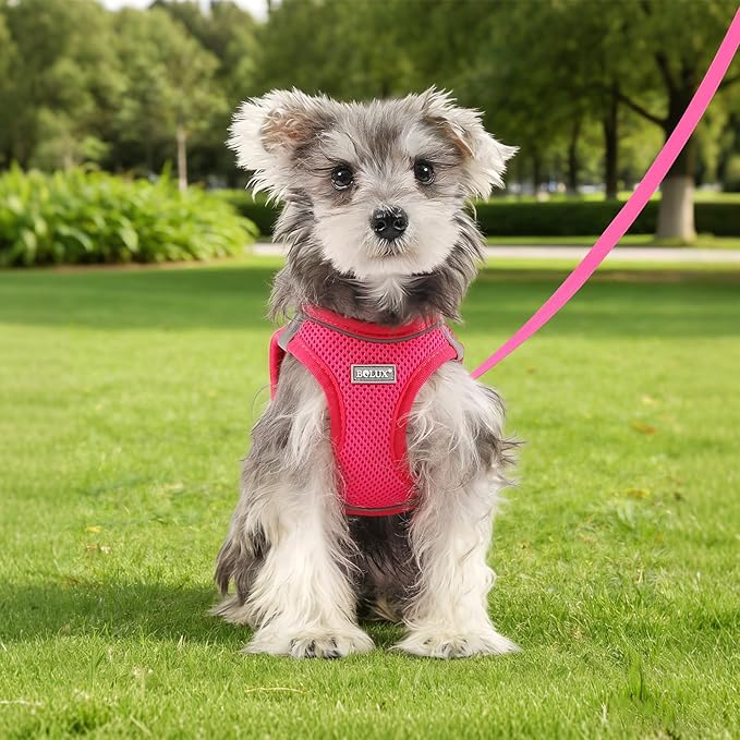 Bolux Dog Harness Small Sized and Leash Set, Step in Soft Light Puppy Vest, Breathable Mesh Pet Harness, Reflective for Safe Easy Walking.