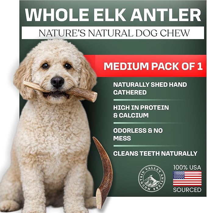 Mountain Valley Elk Antlers for Dogs - 100% Natural & Organic Chew for Aggressive Chewers, No Odor, No Mess, Long Lasting - Wild-Foraged Naturally Shed Antlers in USA - Grade A, Whole Medium (1 Pack)