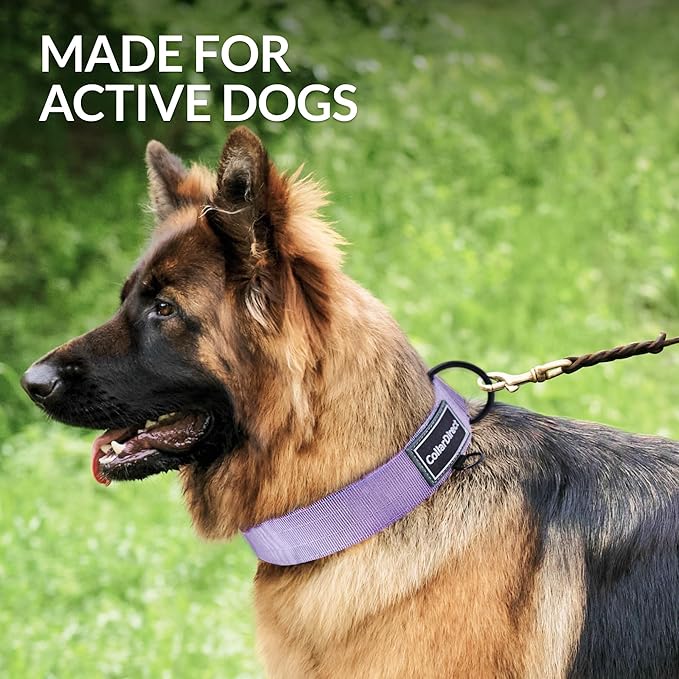 Heavy Duty Dog Collar for Large or Medium Dogs, Adjustable Strong Dog Collar for Active Dogs, Double-Layered Nylon (Lilac, 11-15)