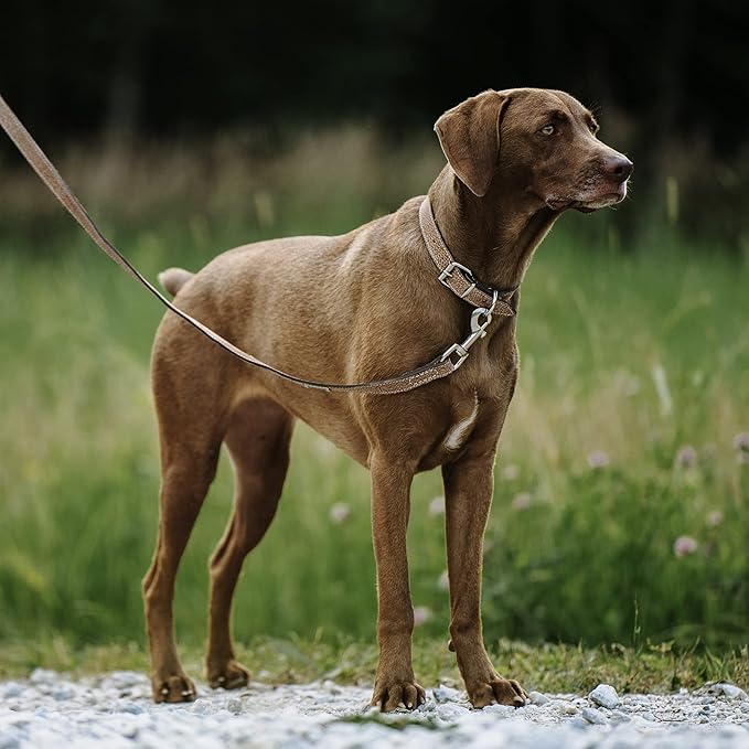 Mighty Paw Leather Dog Collar - Genuine Distressed Leather - Strong Metal Buckle - Ultimate Comfort - Modern Style for All Dogs Breeds - Comfort Puppy Collar - (Medium - Lite Brown)