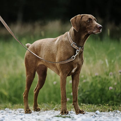 Mighty Paw Leather Dog Collar - Genuine Distressed Leather - Strong Metal Buckle - Ultimate Comfort - Modern Style for All Dogs Breeds - Comfort Puppy Collar - (Large - Lite Brown)