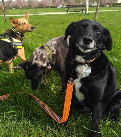 TRUE LOVE Reflective Dog Leash Puppy Walking Lead, Padded Pet Chain Rope，Length 110cm Truelove TLL2111(Orange,L)