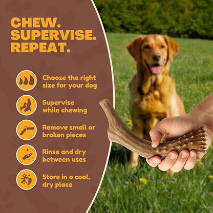 WhiteTail Naturals - Deer Antlers for Large Dogs - Long Lasting Antler Dog Chews - Crafted in USA, Naturally Shed Antler Dog Bones for Aggressive Chewers (Large (Pack of 2))