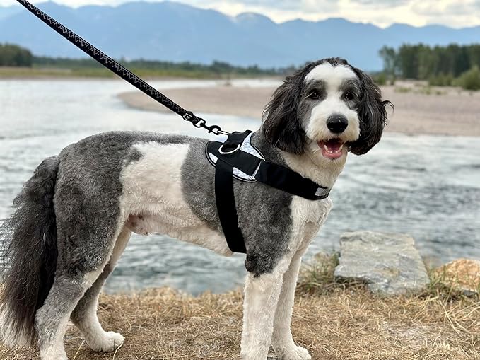 ShawnCo Essential Dog Harness, No-Pull Pet Vest with 3 Leash Clips, No Choke, Reflective, Adjustable and Padded, for Easy Walking and Training for Small, Medium and Large Dogs (Midnight, L)