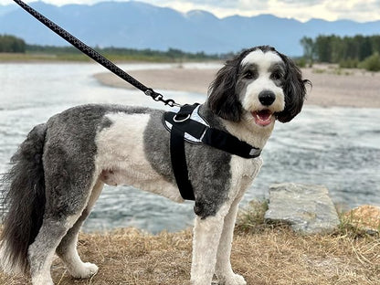 ShawnCo Essential Dog Harness, No-Pull Pet Vest with 3 Leash Clips, No Choke, Reflective, Adjustable and Padded, for Easy Walking and Training for Small, Medium and Large Dogs (Midnight, L)