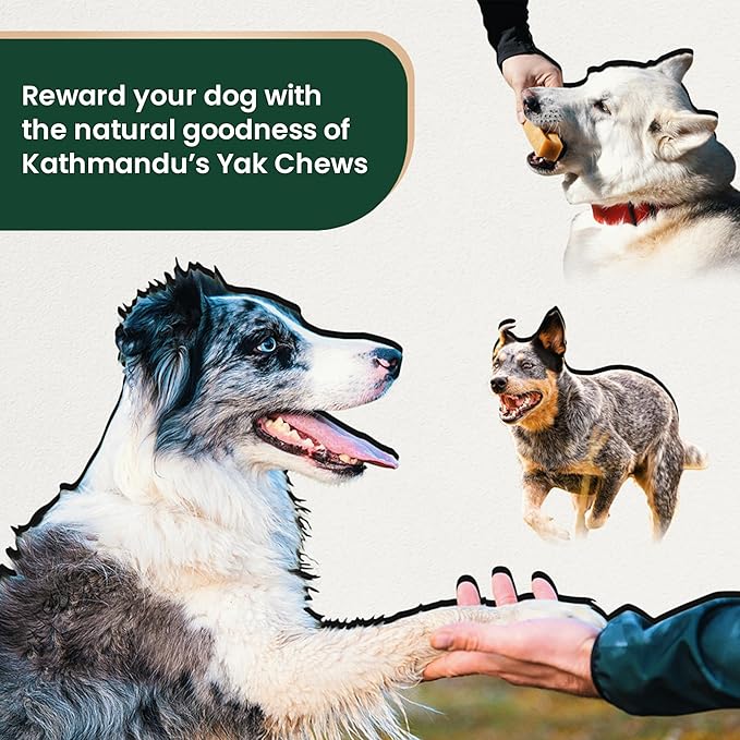 Authentic Himalayan Yak Cheese for Dogs - XLarge (Pack of 2) - Sourced from Pristine Himalayan Foothill, Rawhide-Free, NO preservatives