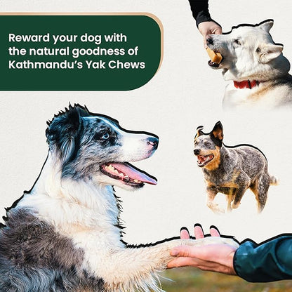 Authentic Himalayan Yak Cheese for Dogs - XLarge (Pack of 2) - Sourced from Pristine Himalayan Foothill, Rawhide-Free, NO preservatives