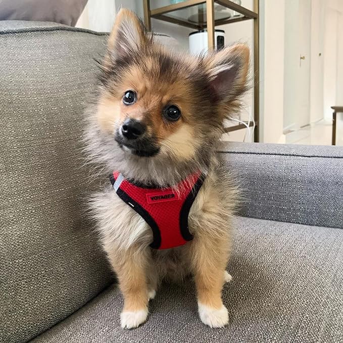 Best Pet Supplies Voyager Step-in Air Harness - All Weather Mesh, Reflective, No Pull Harness for Dogs, Cats - Secure with Hook & Loop Fastener, Buckle, Double D-Rings - Red/Black Trim, M