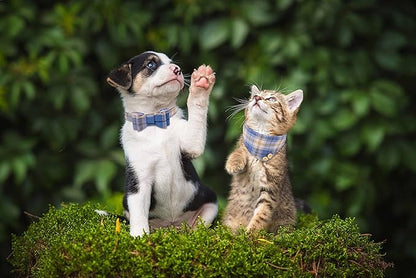 3 PCS Puppy Collar and Leash Set Dog Collars for Small Dogs Dog Bow Tie with Bell Puppy Bandana Leather Dog Collar for Small Dogs Puppies and Cats(Blue)