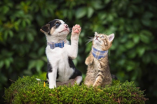 3 PCS Puppy Collar and Leash Set Dog Collars for Small Dogs Dog Bow Tie with Bell Puppy Bandana Leather Dog Collar for Small Dogs Puppies and Cats(Blue)