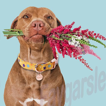 Faygarsle Yellow Stars Pattern Dog Collar for Small Medium Large Dogs Cute Puppy Collars for Female Dogs for Summer Spring Wedding Necklace Girl Dog Collar M