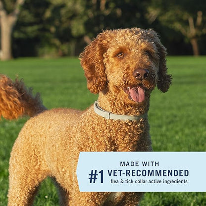 PetArmor Extend Flea & Tick Treatment & Prevention Collar for Large Dogs Above 18 lbs., 8 Months of Protection, Odorless & Non-Greasy, Waterproof, Kills Fleas, Ticks, and Flea Larvae, 2 Count