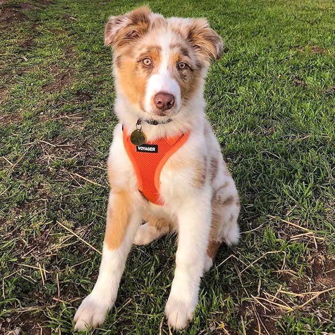 Best Pet Supplies Voyager Step-in Air Harness - All Weather Mesh, Reflective, No Pull Harness for Dogs, Cats - Secure with Hook & Loop Fastener, Buckle, Double D-Rings - Orange, L