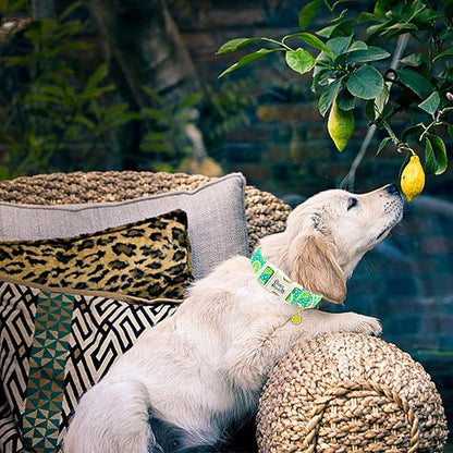 Dog Collar-Cute Lemon Print Adjustable Pet Collar Soft Comfortable SturdyPuppy Collar Green Cotton Collars for Medium Dogs