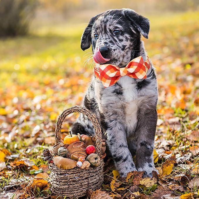 ARING PET Fall Dog Collar with Bow, Halloween Orange Grid Cute Pet Collars with Quick Release Buckle for Puppy Small Medium Large Girl Boy Dogs-M